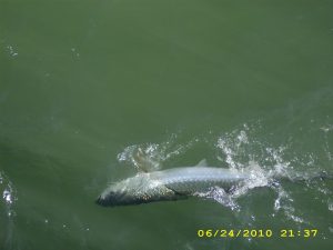 Tarpon that was caught and released during this week