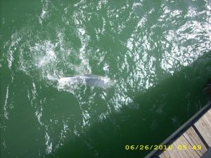Tarpon straight down from a pier